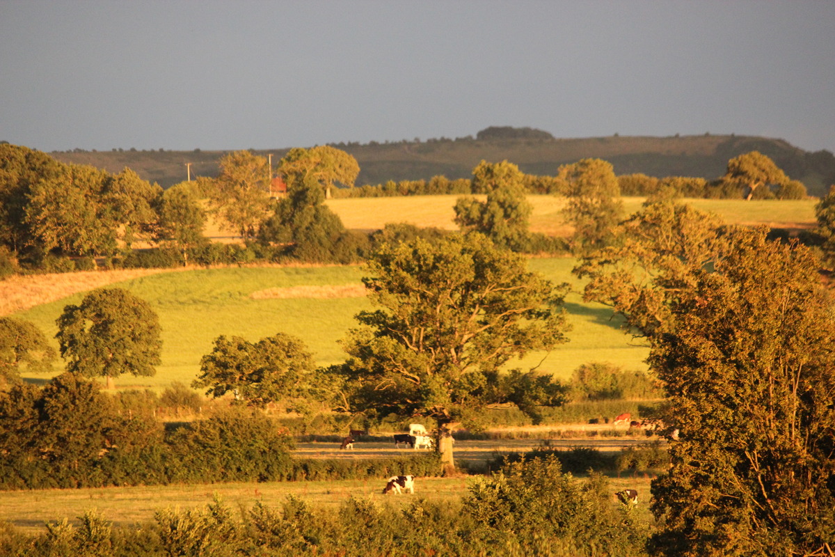 Evening sun